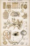 Various Diagrans of the Organs of the Senses-J.s. Cuthbert-Laminated Photographic Print