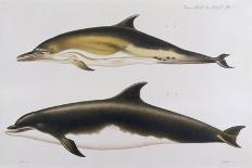 Two Varieties of Dolphin: Delphinus Delphis (Top) Delphinus Tursio-J. Smit-Framed Stretched Canvas