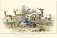 Deer Varieties-J. Stewart-Art Print