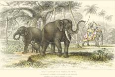 Asiatic Elephants-J. Stewart-Framed Art Print