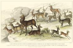 Deer Varieties-J. Stewart-Art Print