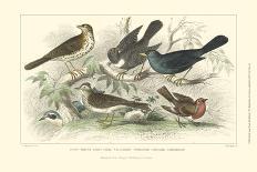 Duck Varieties-J. Stewart-Art Print