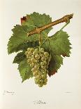 Sylvaner Grape-J. Troncy-Giclee Print