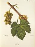Fer Grape-J. Troncy-Giclee Print
