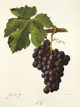 Othello Grape-J. Troncy-Giclee Print