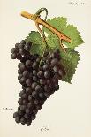 Pinot Gris Grape-J. Troncy-Giclee Print