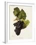 Chelsea White