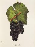 Sauvignon Grape-J. Troncy-Giclee Print