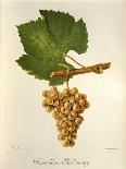 Pinot Blanc Chardonnay Grape-J. Troncy-Giclee Print