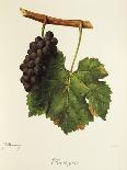 Fer Grape-J. Troncy-Giclee Print