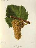 Bia Grape-J. Troncy-Giclee Print