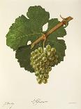 Carigna-Bouschet Grape-J. Troncy-Giclee Print