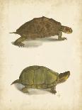 Turtle Duo IV-J.W. Hill-Mounted Art Print