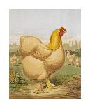 Mr. E. Tudman’s Partridge Cochin Hen “Titania”-J^ W^ Ludlow-Laminated Premium Giclee Print
