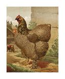Mr. E. Tudman’s Partridge Cochin Hen “Titania”-J^ W^ Ludlow-Mounted Premium Giclee Print