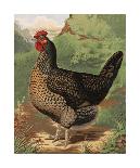 Mr. E. Tudman’s Partridge Cochin Hen “Titania”-J^ W^ Ludlow-Laminated Premium Giclee Print
