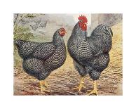 Mr. John Martin's Single Combed Dorking Hen-J^ W^ Ludlow-Premium Giclee Print