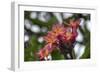 J114-Robert Kaler-Framed Photographic Print