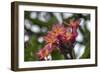 J114-Robert Kaler-Framed Photographic Print