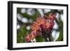 J114-Robert Kaler-Framed Photographic Print