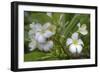 J115-Robert Kaler-Framed Photographic Print