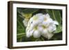 J117-Robert Kaler-Framed Photographic Print