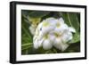 J117-Robert Kaler-Framed Photographic Print