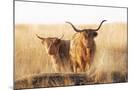 Wood Mount