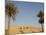 Jabal El Mawta, Oasis of Siwa, Egypt, North Africa, Africa-Groenendijk Peter-Mounted Photographic Print