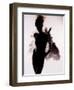 Jabberbug-India Hobson-Framed Photographic Print