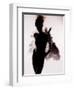 Jabberbug-India Hobson-Framed Photographic Print