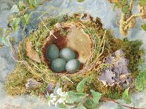 A Nest of Eggs, 1871-Jabez Bligh-Stretched Canvas