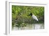 Jabiru (Jabiru mycteria), Pantanal, Mato Grosso, Brazil, South America-Sergio Pitamitz-Framed Photographic Print