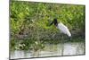 Jabiru (Jabiru mycteria), Pantanal, Mato Grosso, Brazil, South America-Sergio Pitamitz-Mounted Photographic Print