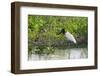 Jabiru (Jabiru mycteria), Pantanal, Mato Grosso, Brazil, South America-Sergio Pitamitz-Framed Photographic Print