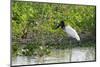 Jabiru (Jabiru mycteria), Pantanal, Mato Grosso, Brazil, South America-Sergio Pitamitz-Mounted Photographic Print