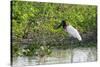 Jabiru (Jabiru mycteria), Pantanal, Mato Grosso, Brazil, South America-Sergio Pitamitz-Stretched Canvas