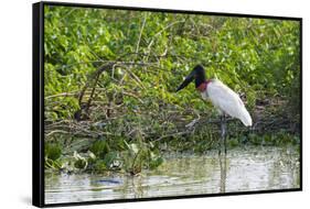 Jabiru (Jabiru mycteria), Pantanal, Mato Grosso, Brazil, South America-Sergio Pitamitz-Framed Stretched Canvas