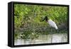 Jabiru (Jabiru mycteria), Pantanal, Mato Grosso, Brazil, South America-Sergio Pitamitz-Framed Stretched Canvas