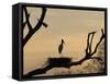 Jabiru on Nest at Dusk, Pantanal, Brazil-Theo Allofs-Framed Stretched Canvas