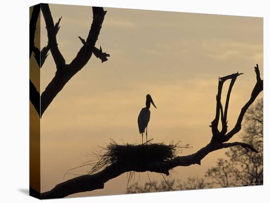 Jabiru on Nest at Dusk, Pantanal, Brazil-Theo Allofs-Stretched Canvas