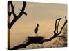 Jabiru on Nest at Dusk, Pantanal, Brazil-Theo Allofs-Stretched Canvas