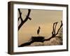 Jabiru on Nest at Dusk, Pantanal, Brazil-Theo Allofs-Framed Premium Photographic Print