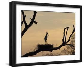 Jabiru on Nest at Dusk, Pantanal, Brazil-Theo Allofs-Framed Premium Photographic Print