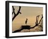 Jabiru on Nest at Dusk, Pantanal, Brazil-Theo Allofs-Framed Photographic Print