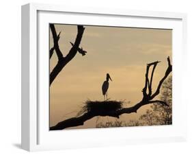 Jabiru on Nest at Dusk, Pantanal, Brazil-Theo Allofs-Framed Photographic Print