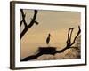 Jabiru on Nest at Dusk, Pantanal, Brazil-Theo Allofs-Framed Photographic Print