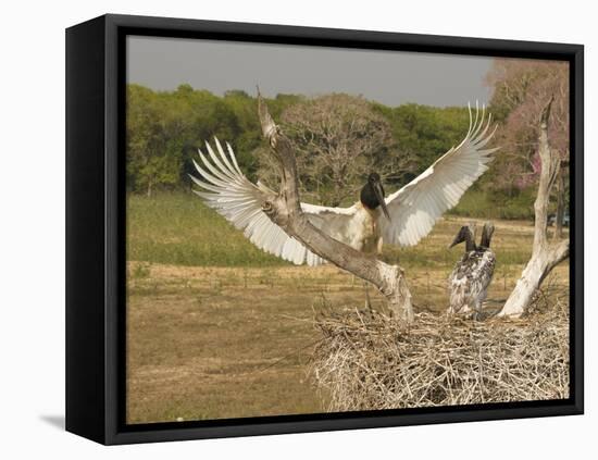 Jabiru Stork-Joe McDonald-Framed Stretched Canvas