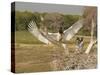 Jabiru Stork-Joe McDonald-Stretched Canvas