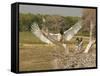 Jabiru Stork-Joe McDonald-Framed Stretched Canvas